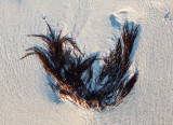 Strandpynt