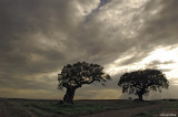 Alentejo #11