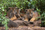 Our Three Beloved Boys. KeAhi, Tondi And Malosi (Left To Right)