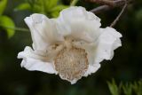 Baobab Flower