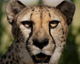 Scar