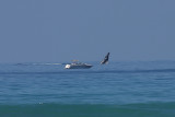 Whale Breach