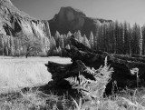 Half Dome (infrared) from Cook's Meadow