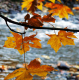 Maple leaves, Merced River