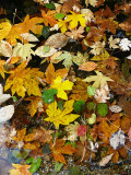 Leafy assortment