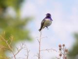 Hummingbird fluffs his color