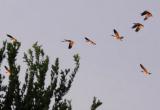 Incoming Canadian Geese