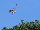 Kite landing in treetops