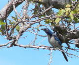Scrub Jay looking for something