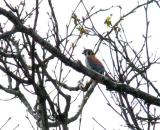 Kestrel