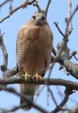 Female Hawk