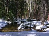 Yosemite Creek and trees