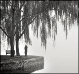 Willow Tree