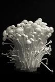 Enoki Mushroom