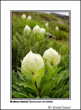 Brahma Kamal Saussurea obvallata 4.jpg