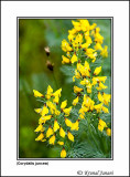 Corydalis juncea 1.jpg
