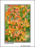 Corydalis meifolia 1.jpg