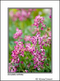 Corydalis rutifolia 1.jpg