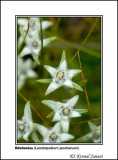 Edelweiss Leontopodium jacotianum 2.jpg