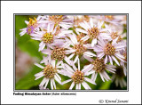 Fading Himalayan Aster Aster albescens 1.jpg