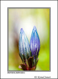 Gentiana phyllocalyx 2.jpg