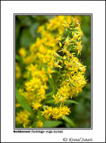 Goldenrod Solidago virga aurea 1.jpg