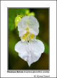 Himalayan Balsam Impatiens glandulifera candida 1.jpg