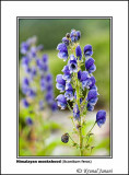 Himalayan monkshood Aconitum ferox 1.jpg