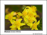Dhaman Grewia tiliifolia 9755.jpg