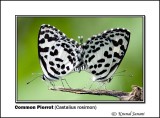 Common Pierrot Castalius rosimon 9831.jpg