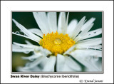 Swan River Daisy Brachycome Iberidifolia 9958.jpg