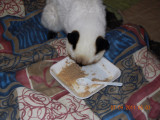 Candy eating her last meal