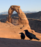 Ravens at Delicate Arch