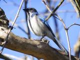 Western Scrub Jay