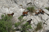 Wild Goats