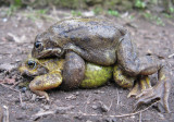 Common Frogs