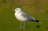 Common Gull