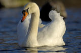 Mute Swan