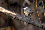 Coal Tit