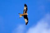 Red Kite