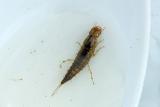Diving Beetle larva