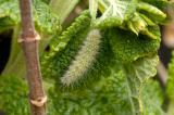 Plume Moth larva