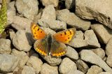 Small Copper