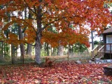 King Maple and Blue