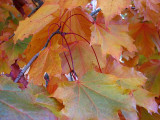 King Maple