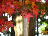 Again a pretty maple