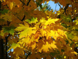 Ordinary maple