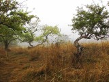 The forgotten orchard.