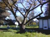 St Marys Church Tree Buzzed