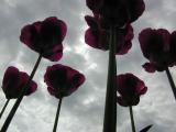 Looking up at tulips